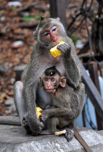 猴妈妈和她的小宝贝