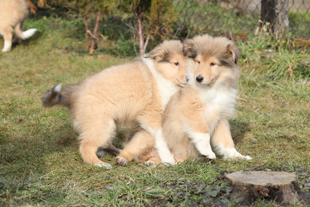 华丽的苏格兰牧羊犬幼犬