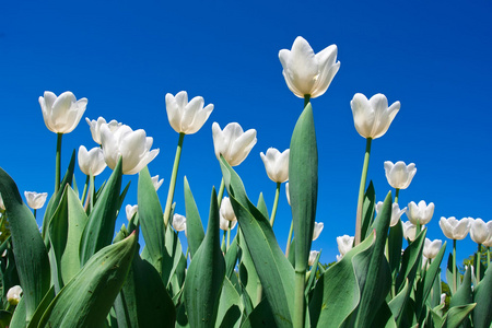 郁金香花