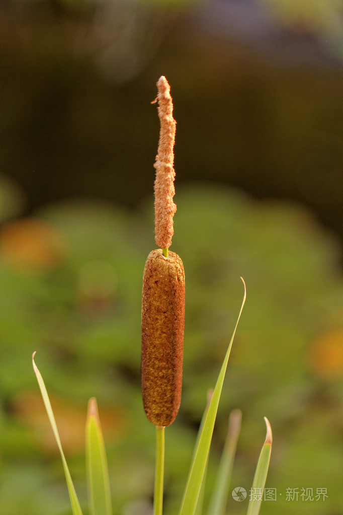 一苇苇子照片-正版商用图片1em86e-摄