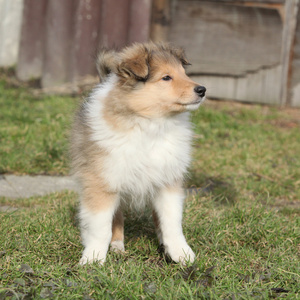 华丽的小狗在花园里的苏格兰牧羊犬