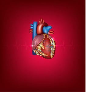 人类的心脏医学插图明亮的红色背景上