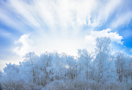 太阳在冬季森林树木覆盖着雪