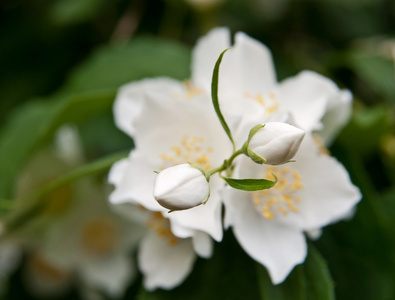 茉莉花蕾