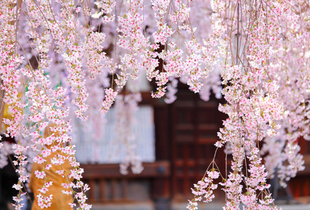 哭泣的樱花与日本寺庙的背景