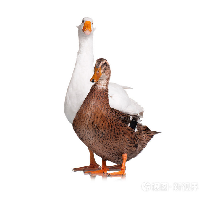 国内的鹅和鸭