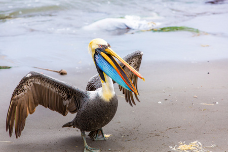 鹈鹕 ballestas 岛上