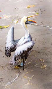 鹈鹕 ballestas 岛上