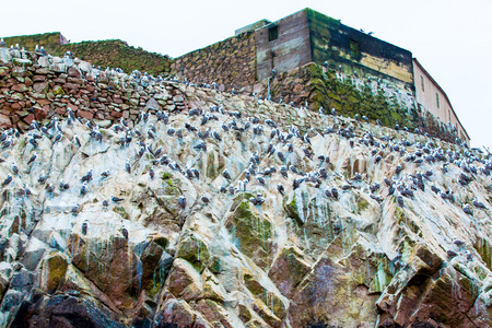 在秘鲁的水生海鸟