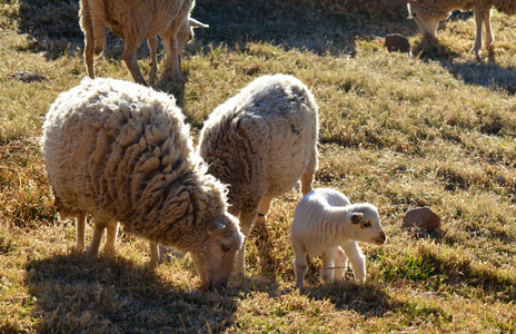 羊肉和父母