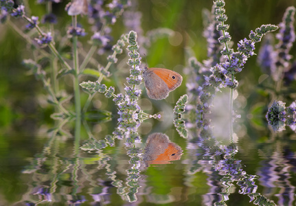 上鲜花和反射的蝴蝶