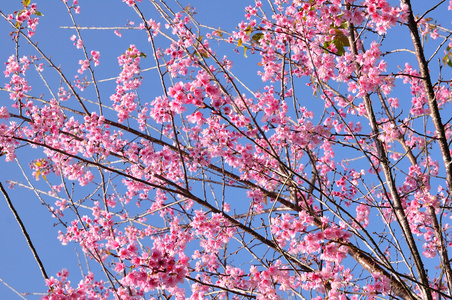 美丽的花朵，在泰国李属樱野