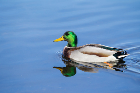 雄性绿头野鸭在柔焦游泳