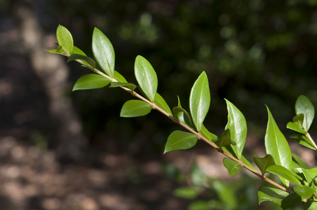 常见的桃金娘，常绿树种芦苇
