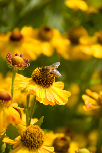 蜜蜂从花中采蜜