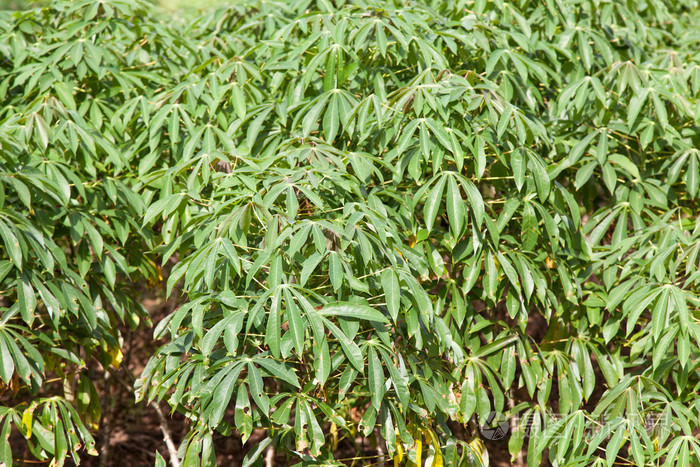 木薯树