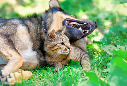 猫和狗在一起躺在草坪上