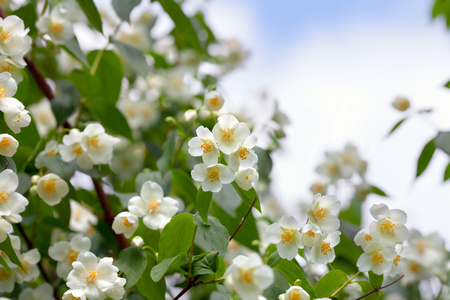 茉莉花对着天空