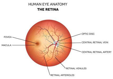 人眼解剖 视网膜