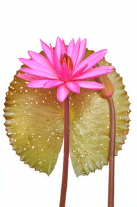 粉红水百合花