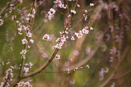 粉红色的樱花樱花