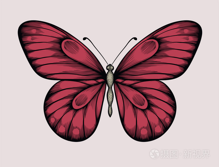 插画 美丽的蝴蝶在复古风格.手绘轮廓线和描边.eps