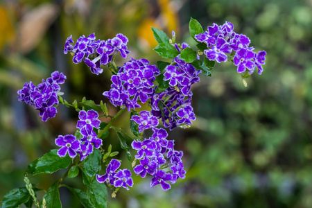 假连翘菊紫色花