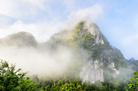 郁郁葱葱的高山雾覆盖图片