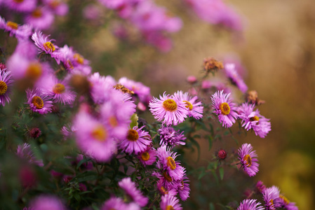 紫菀花