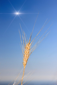 小麦和太阳在蔚蓝的天空作为背景