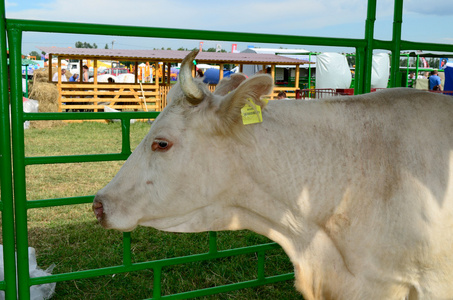 动物 牛 牛 动物 农业 国内，农场，宠物，农村的牛 夏天
