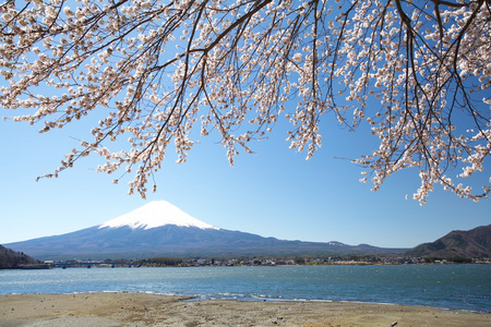 春天，樱花盛开樱花富士山