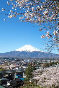 春天，樱花盛开樱花富士山