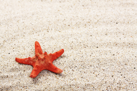 从海砂红海星图片