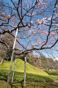 在 chidorigafuchi 公园樱花视图