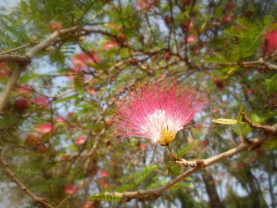 红色的花