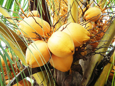 黄椰子