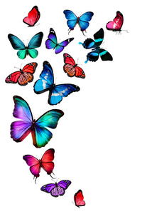 许多不同种类的蝴蝶