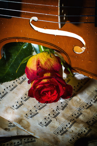 小提琴乐谱和玫瑰图片