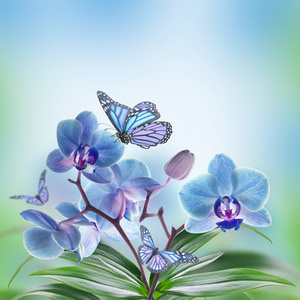 热带兰花与蝴蝶