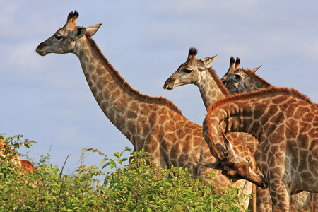 野生非洲长颈鹿