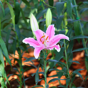 莉莉鲜花盛开的花园里