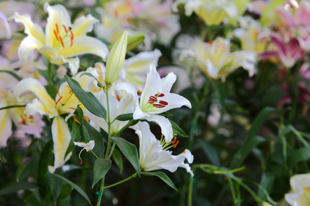 莉莉鲜花盛开的花园里