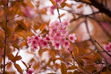 樱花