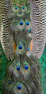 绿孔雀羽毛