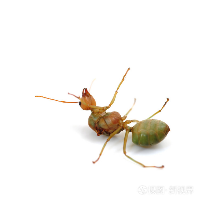 死蚂蚁