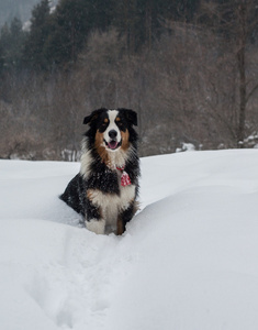 有趣的狗玩雪