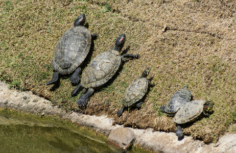 家庭龟吃草，在动物园里