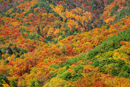秋季的山林