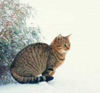 猫与松树